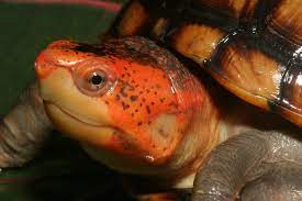 red-cheeked mud turtle