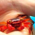 red apple-crab