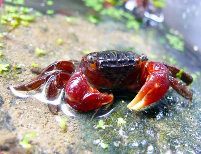 red-claw-crab