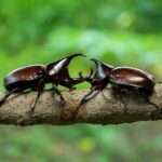 rhinoceros-beetle