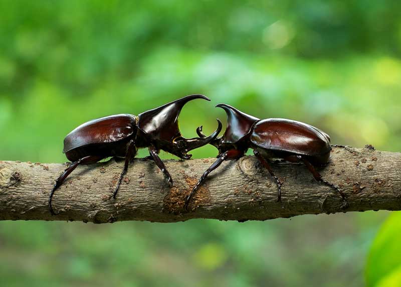 rhinoceros-beetle