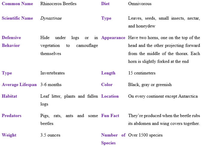 rhinoceros beetles table