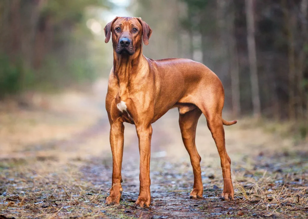 rhodesian-ridgeback-dog