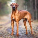 rhodesian-ridgeback-dog