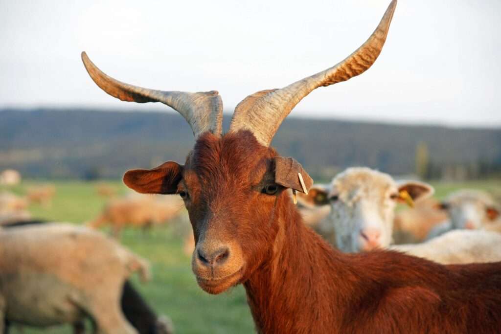 rove-goat