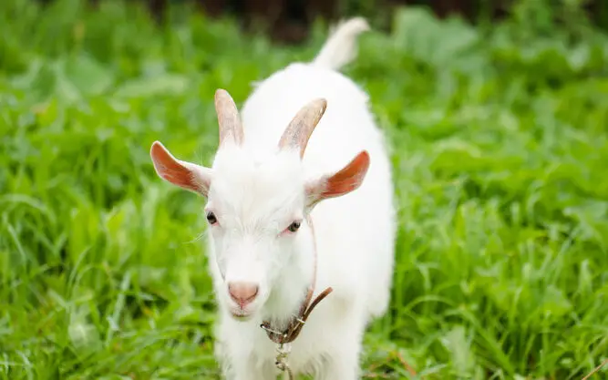 russian-white-goat-2-edited