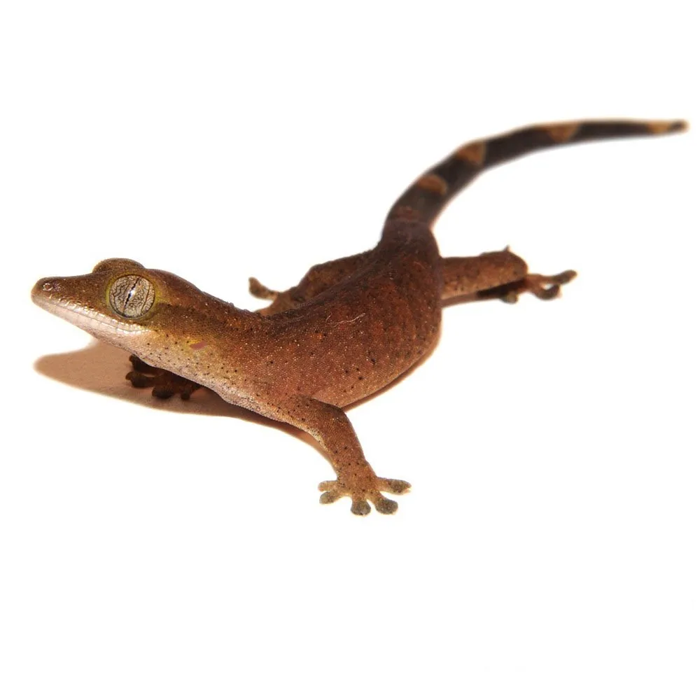 sarasinorum-gecko