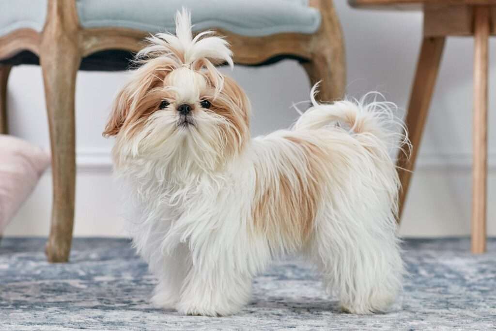 shih tzu dog breed