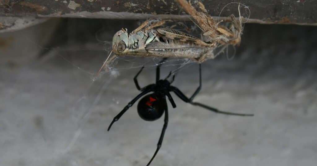 southern black widow