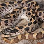 southern-hognose-snake