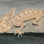 southern-leaf-tailed-gecko