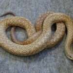 speckled-hognose-snake