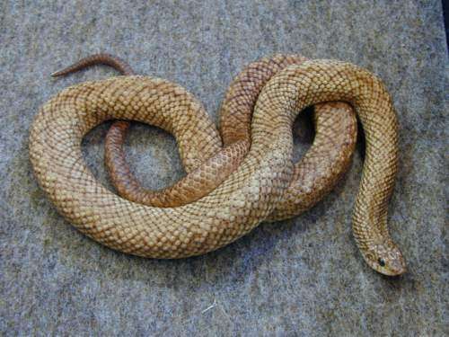speckled-hognose-snake