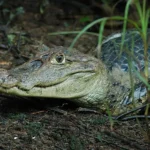 spectacled-caiman-