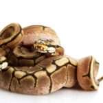 spider-ball-python