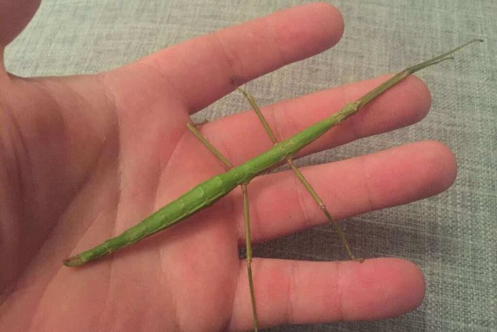 stick bugs