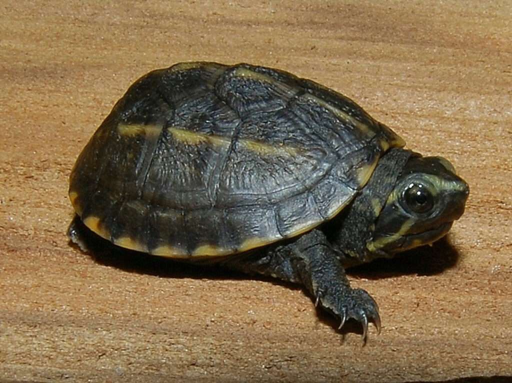 striped mud turtle table