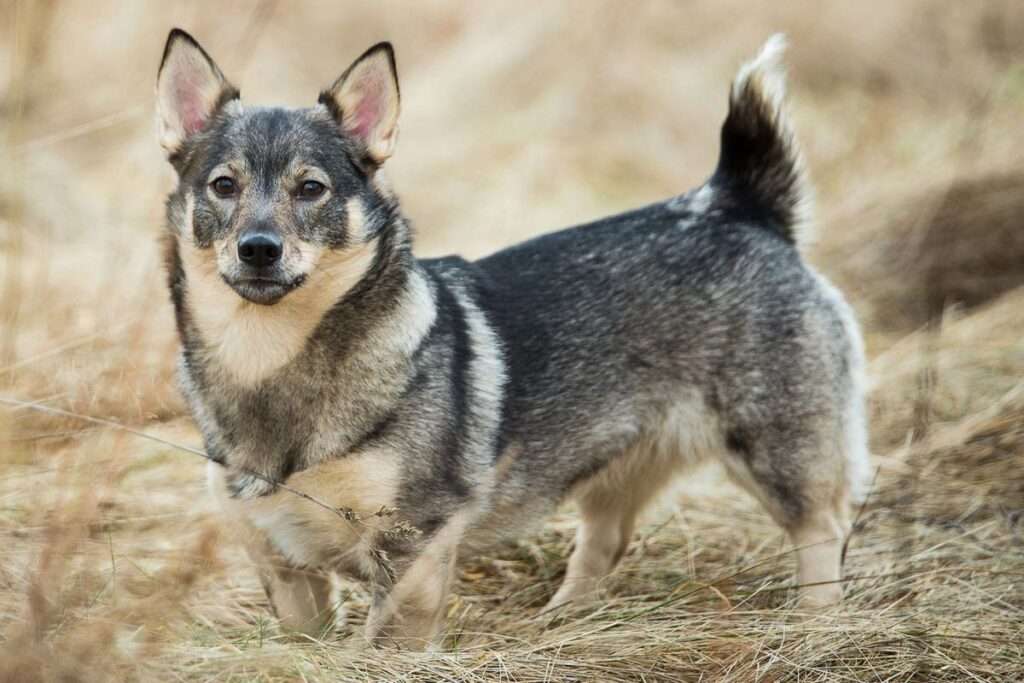 swedish vallhund breed