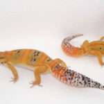 tangerine-leopard-gecko-pair