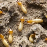 termites...