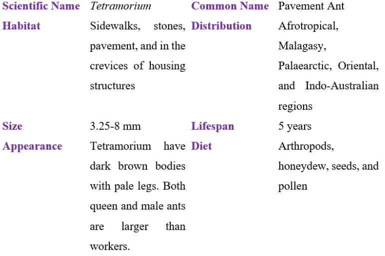 tetramorium table