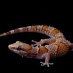thick-toed banded gecko