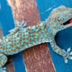 tokay geckos