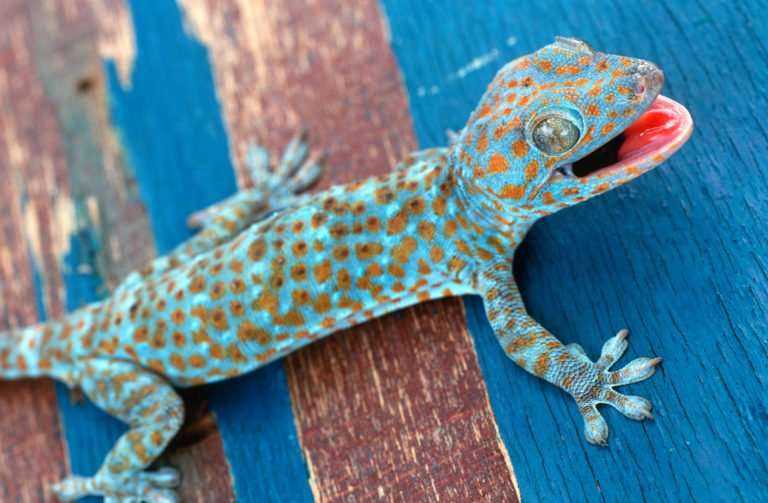 tokay geckos