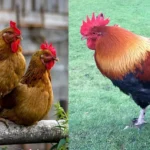 welsummer-chicken
