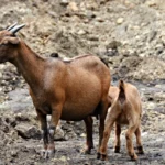 west african dwarf goat