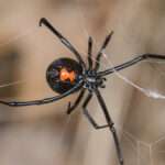 western black widow spider