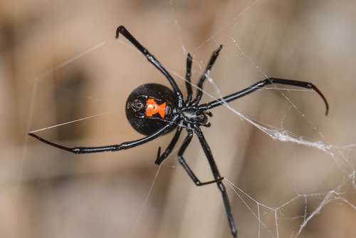 western black widow spider