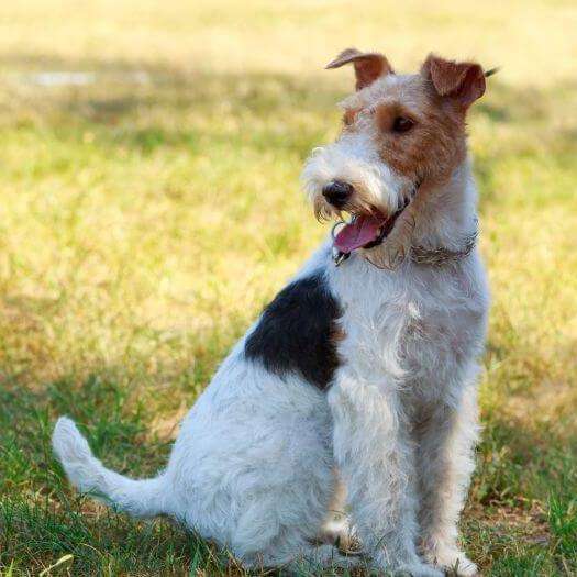 wire fox terrier