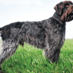 wirehaired-pointing-griffon
