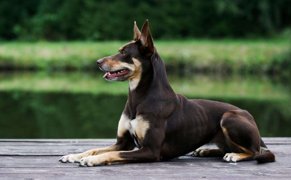 working kelpie dog breed