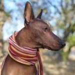 xoloitzcuintli dog