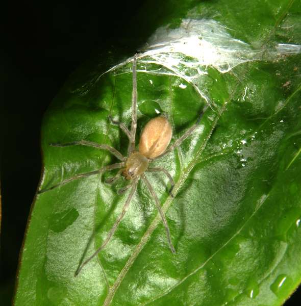 yellow sac spider