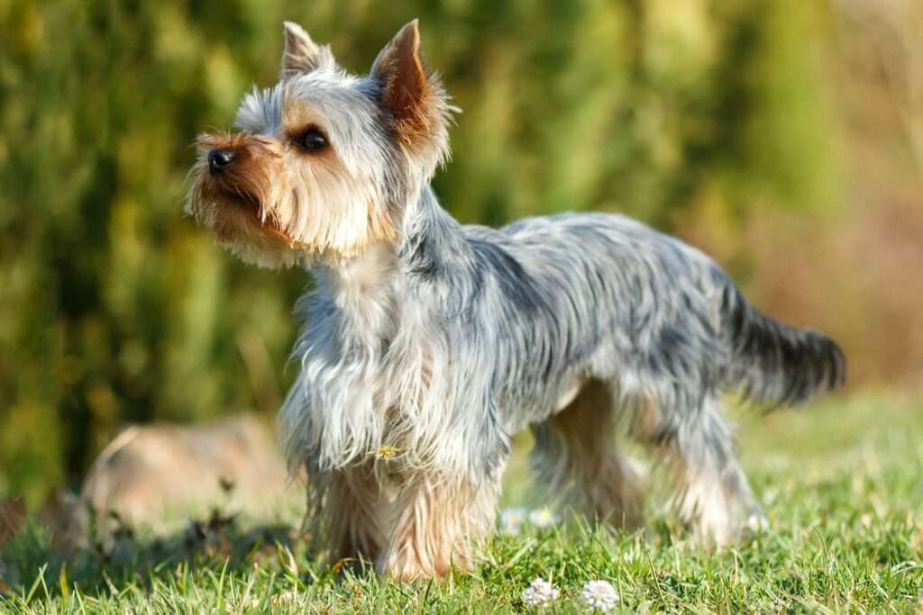 yorkshire terrier