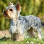 yorkshire terrier