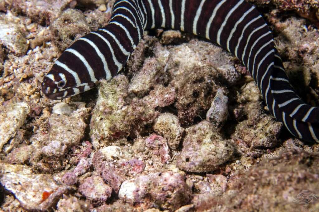 zebra moray eel