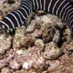 zebra moray eel