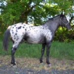 APPALOOSA horse