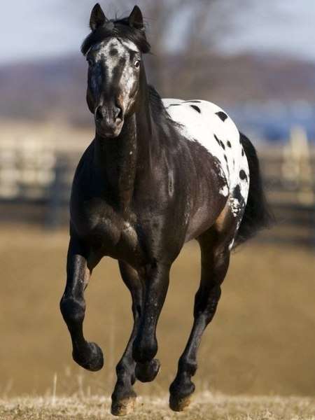 APPALOOSA