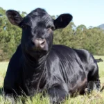 Aberdeen-Angus-cattle