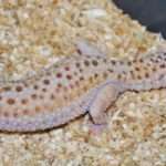 Abyssinian Leopard Gecko