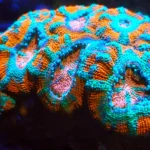Acan Echinata coral