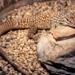 Ackie’s Dwarf Monitor