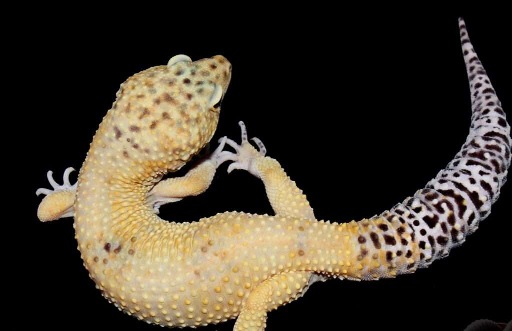 Afghan Tangerine-Leopard Gecko