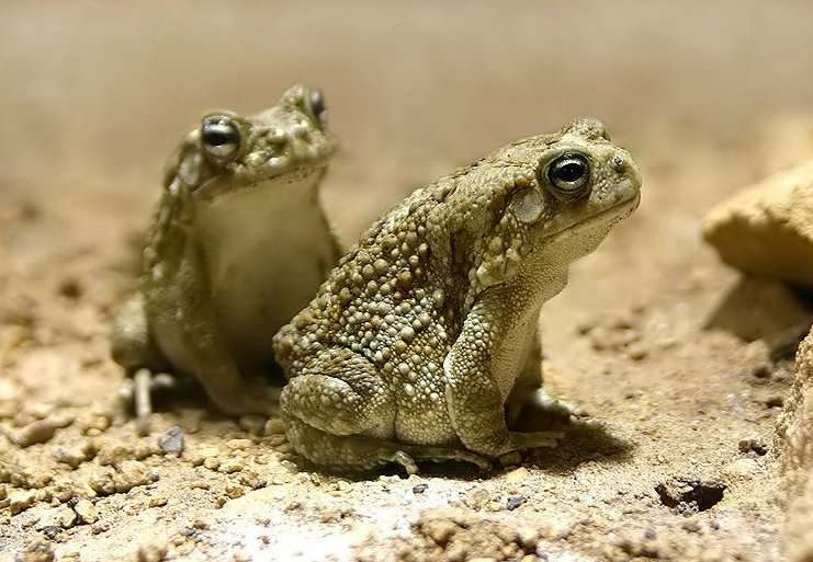 African Common Toad