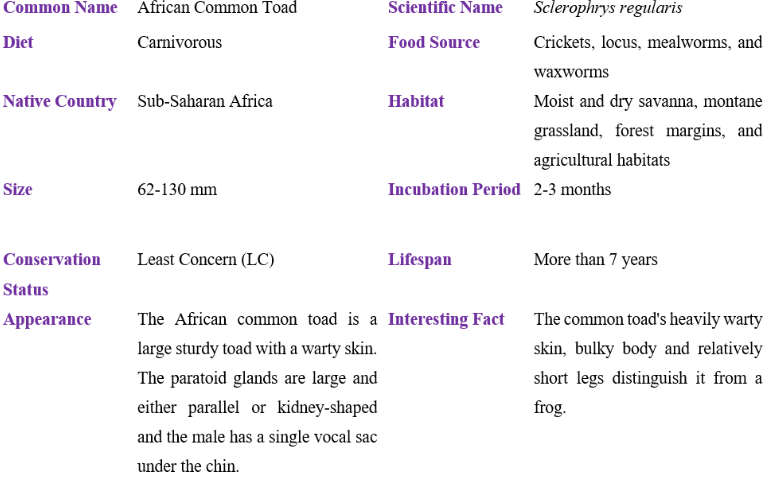 African Common Toad table